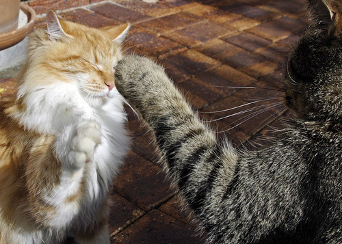 cat fight