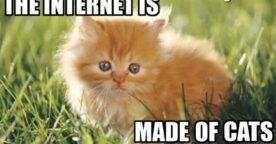 La vérité sur Internet et les chats