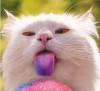 chat