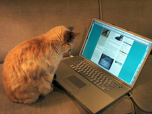 Un chat blogueur