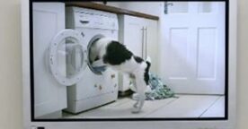 Une lettre de motivation vidéo qui a du chien