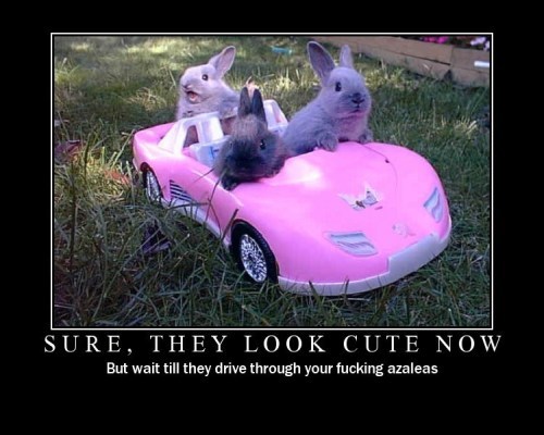 Dem12 Lapins