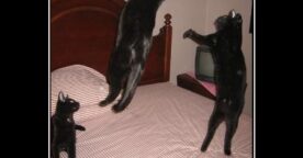 Détente – ne jamais faire confiance aux chats