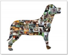 mosaique_chien.JPG