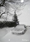Neige