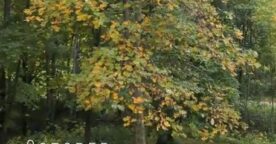 Timelapse : l’année 2010 en 2 minutes