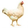 tweetfight