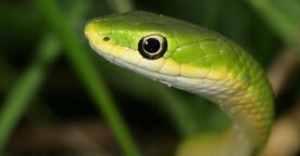Jouer à Snake pendant une vidéo Youtube