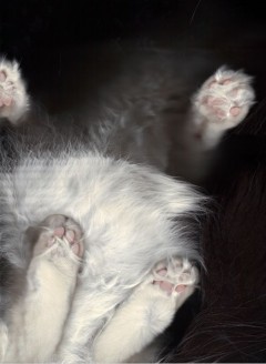 Cat Scan