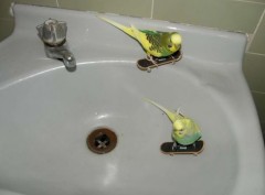 Animals on Skate Boards