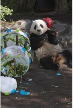 Panda loves to party