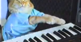 Enfin… le festival du film de chats est né !