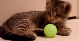 Oskar, le lolcat qui valait 15000 dollars
