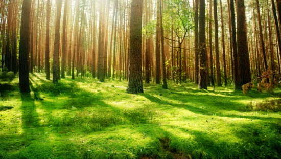 Forêt