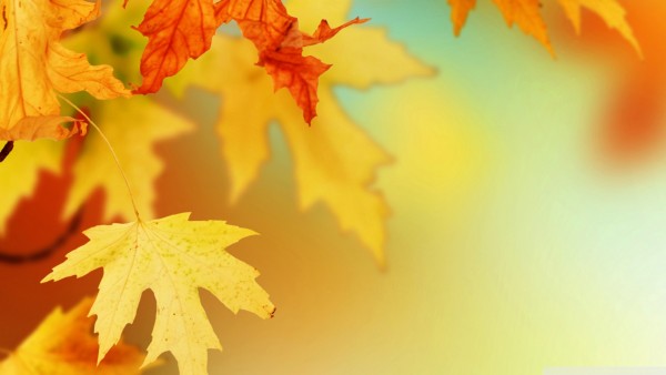 fall-leaves-wallpaper-widescreen-3wqa