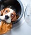 Dog after washing