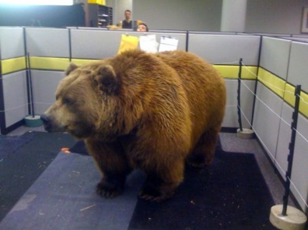 bear-office