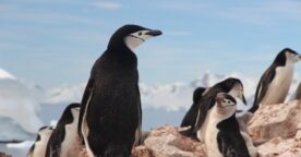 Google déploie Penguin 4.0 : l’algorithme est désormais mis à jour en temps réel