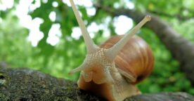 Google annonce le déploiement généralisé de la Speed Update : les sites les plus lents seront pénalisés