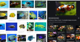 Google Images adopte un nouveau design et de nouvelles fonctionnalités