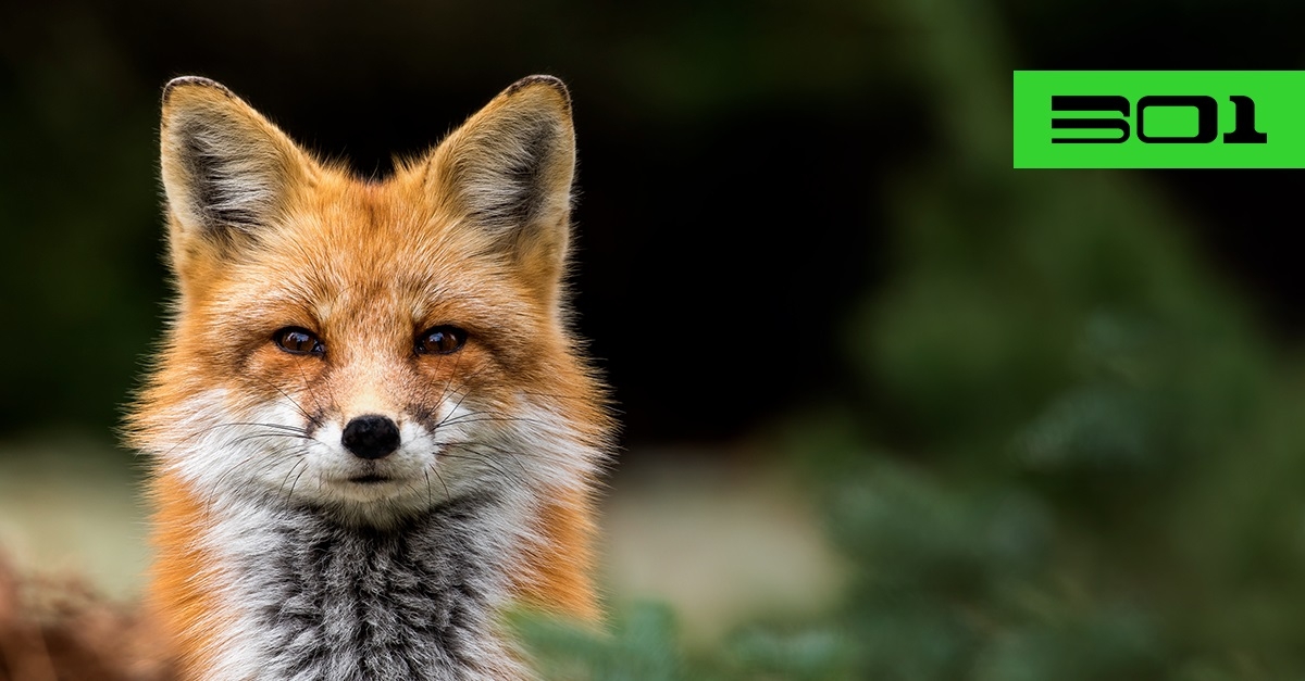 301-campagne-firefox-renard