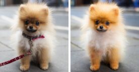 Adobe lance Photoshop et Premiere Elements 2022 : la liste des nouveautés