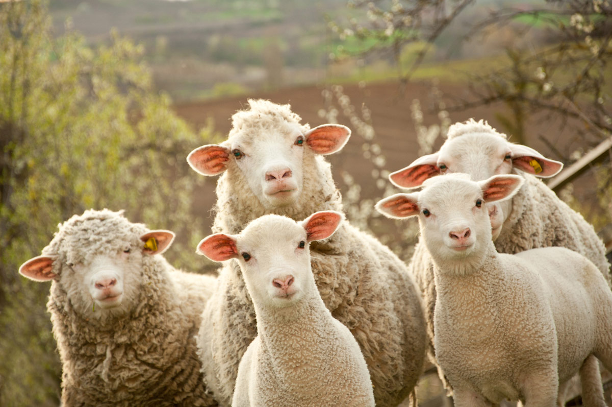 mouton-mouton-mouton-mouton