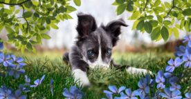 Adobe lance Photoshop et Premiere Elements 2023 : la liste des nouveautés
