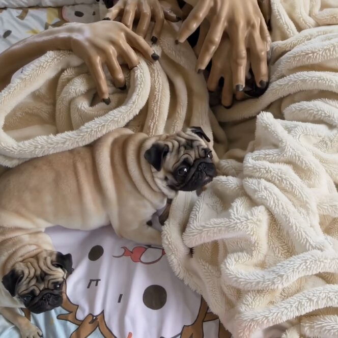 no-pugs-on-the-bed-bennett-waisbren