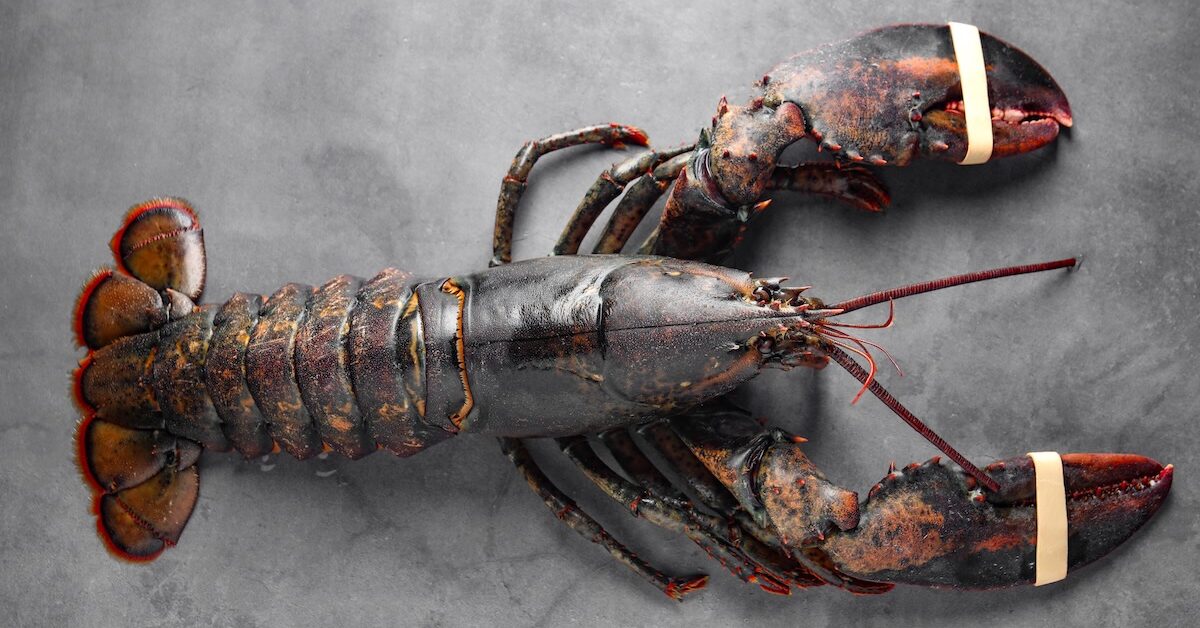 Claude : OpenClaw et les autres agents tiers ne sont plus couverts par l’abonnement - Agence web Nity Pro