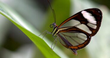 Claude Mythos&nbsp;: un modèle d&rsquo;IA trop dangereux pour être rendu public