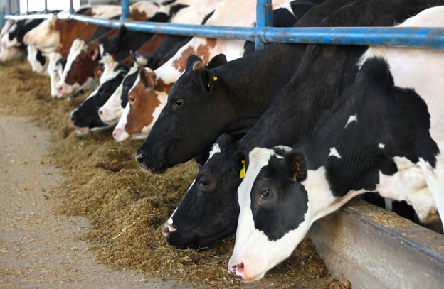 Agroalimentaire : l’élevage recrute malgré la crise