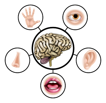 Le management sensoriel ou comment stimuler les 5 sens de vos collaborateurs...