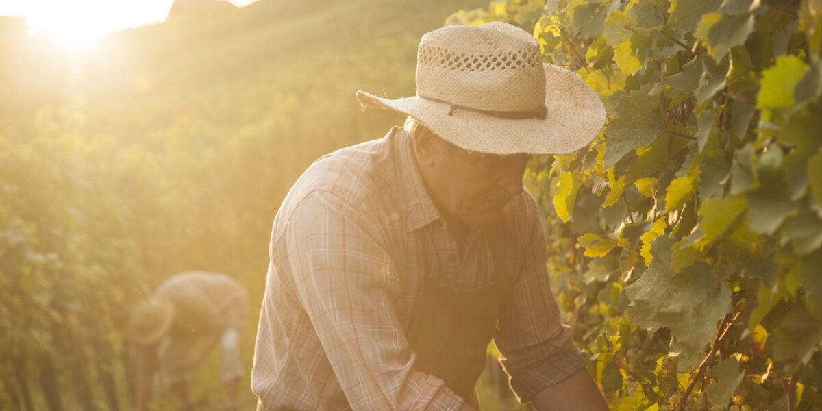 Viticulture : des métiers variés, un secteur à (re)découvrir