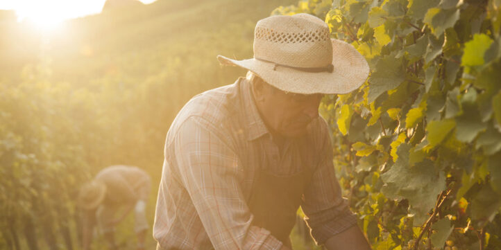 Viticulture : des métiers variés, un secteur à (re)découvrir