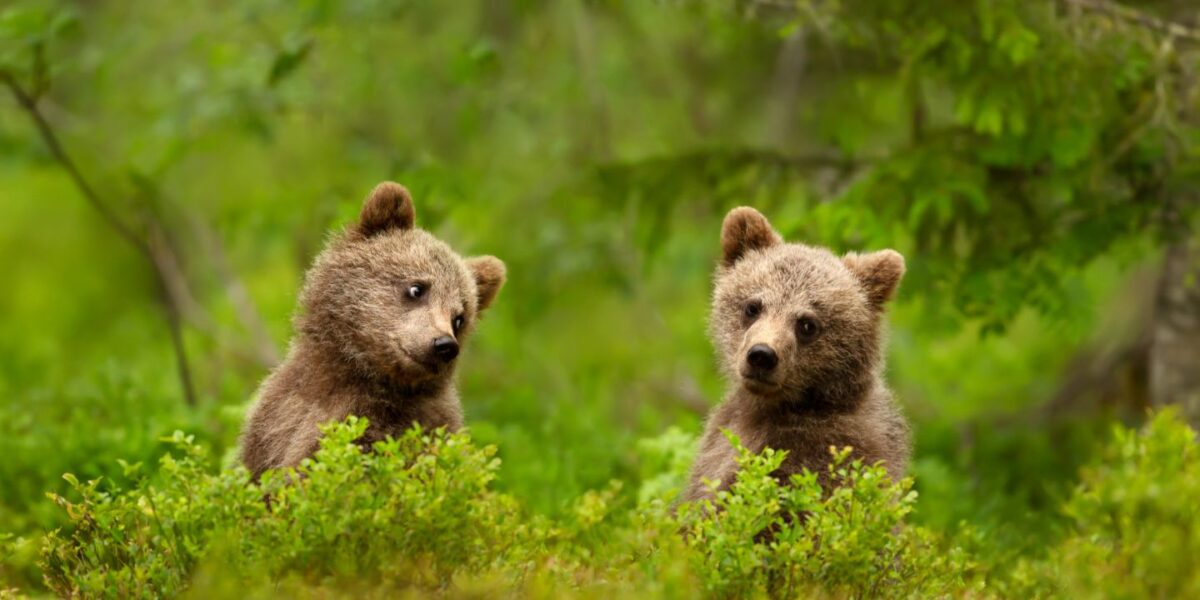Vous aimez les câlins et les ours ? Ce métier est peut-être fait pour vous !