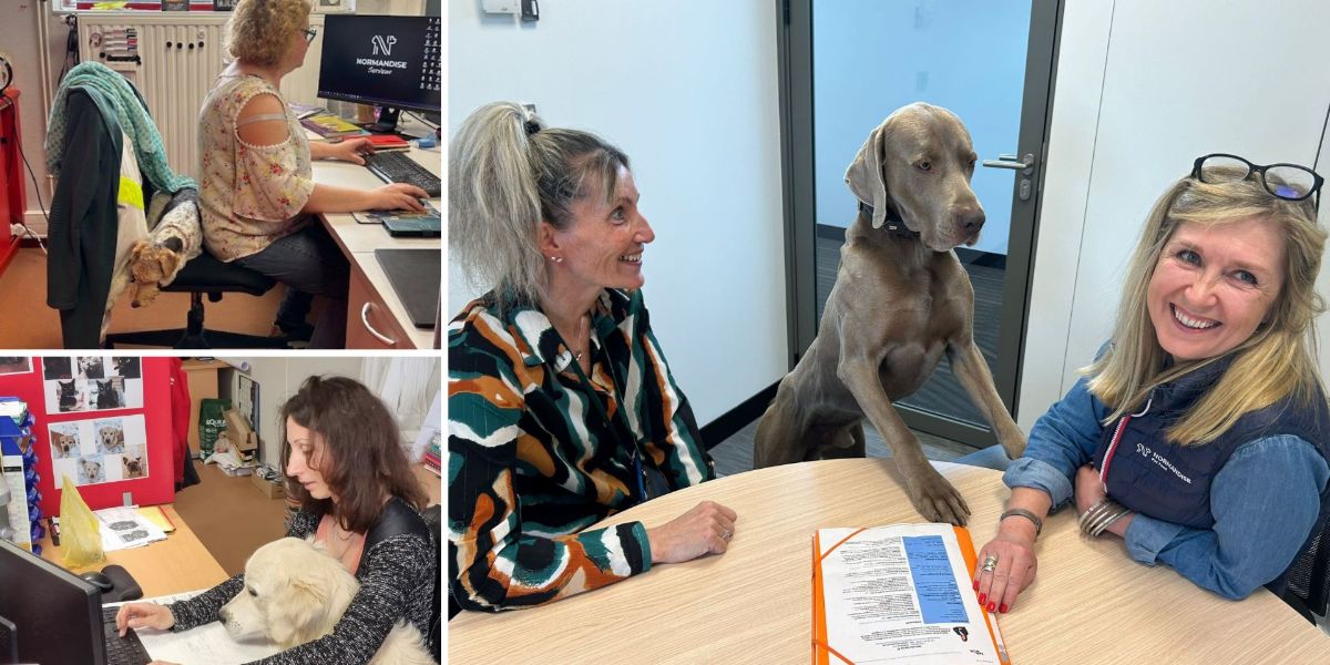 « Amène ton chien au bureau » chez NORMANDISE Pet Food !