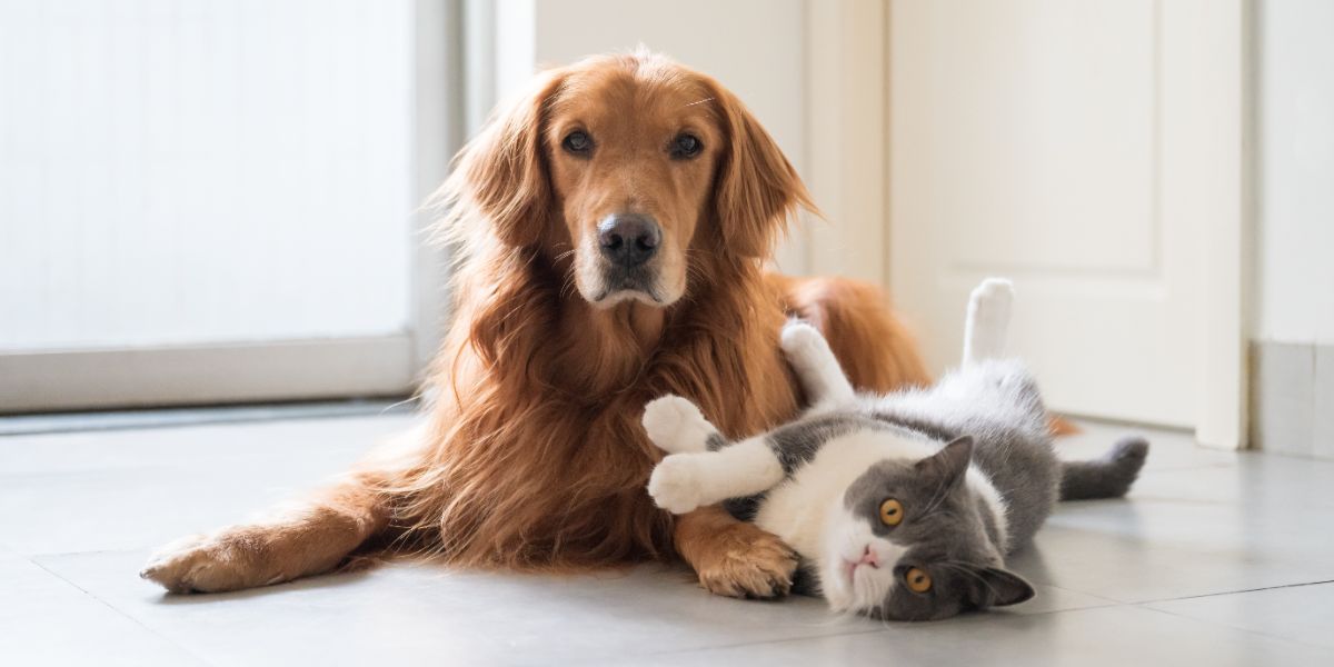 Quiz : êtes-vous chat ou chien au travail ?
