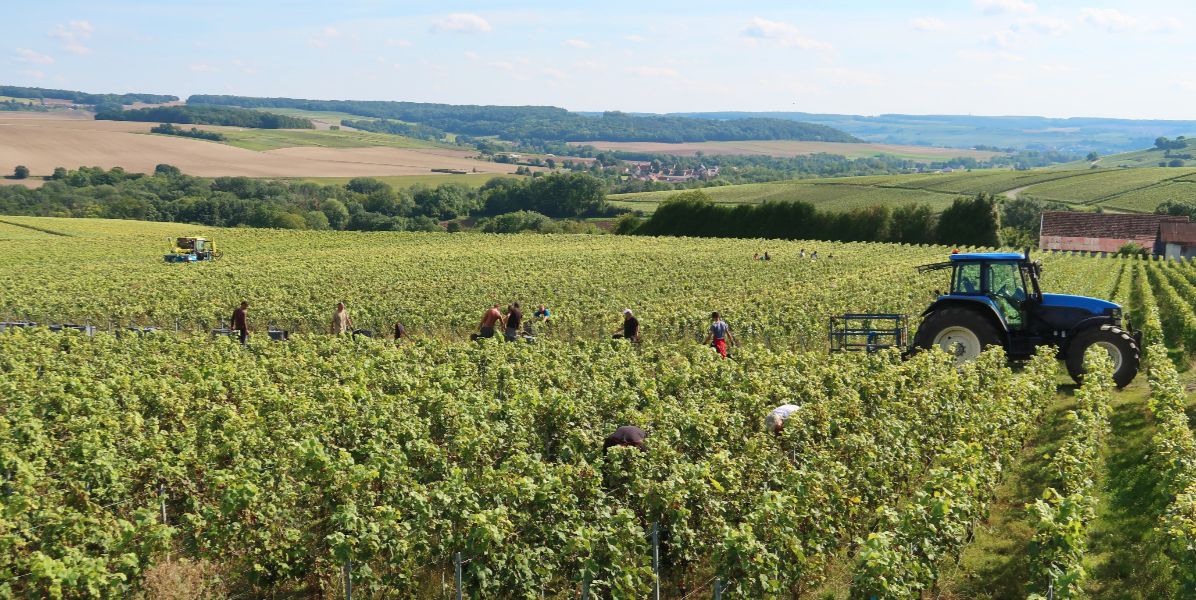 Vendanges 2025 : les régions qui recrutent le plus cette année ! | Hellowork