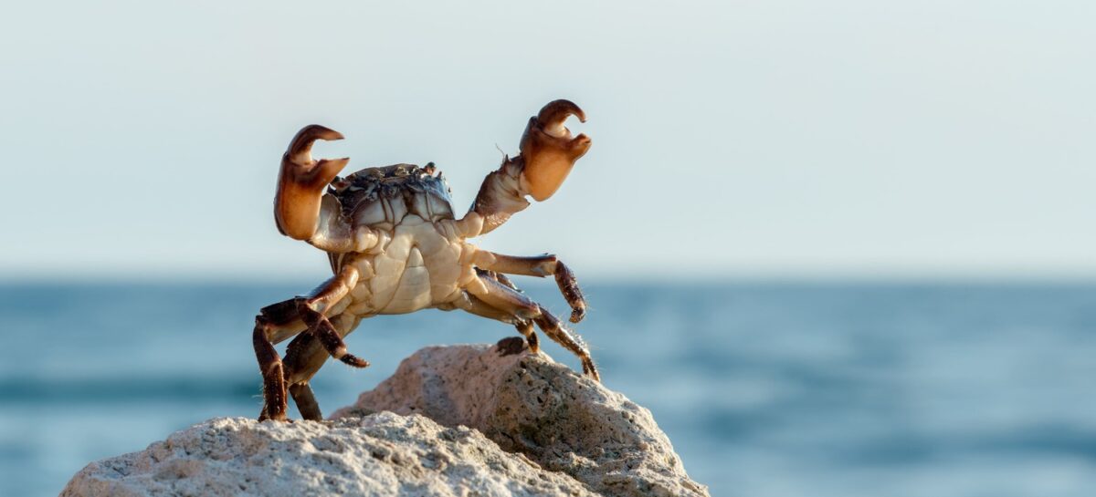 Pour évoluer sans tout plaquer, faites comme les crabes !