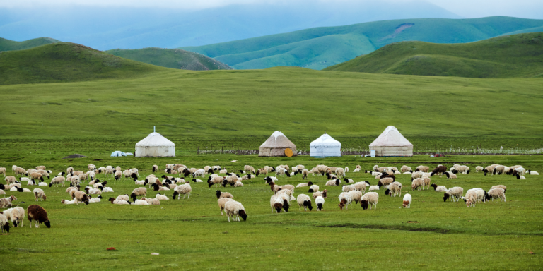 En Chine, une offre d’emploi de berger en Mongolie attire plus de 700 candidats