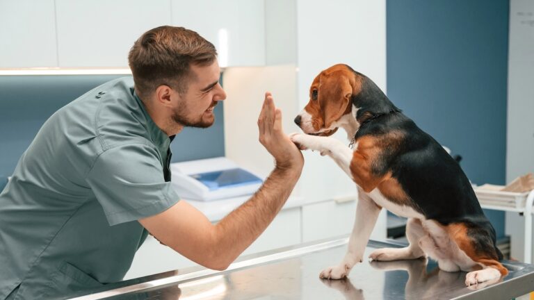 Travailler avec les animaux sans longues études : est-ce possible ?