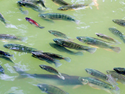 Visite de la Pisciculture de Lamonzie Montastruc