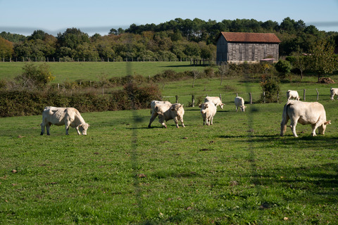 La filière d'élevage en Corrèze et Dordogne