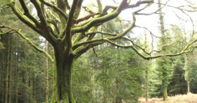 L’arbre qui cache la forêt