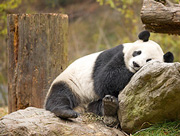 Gardien de pandas, un job au poil