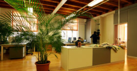 Avoir des plantes dans son bureau fait pousser la productivité de 15%