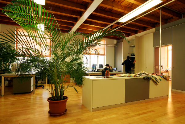 De grandes plantes d'intérieur pour votre bureau ou entreprise