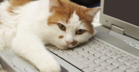 Les chats rendent le travail à domicile impossible