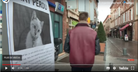 A Albi, un chaton perdu pour séduire les recruteurs